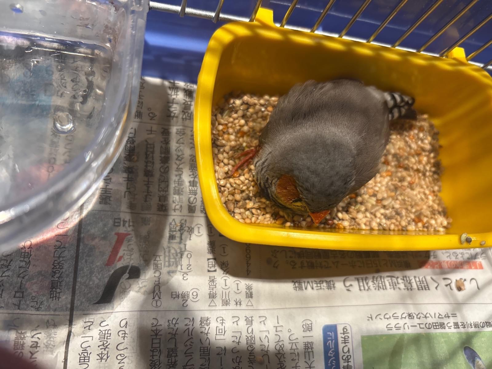 保護された鳥 保護された鳥