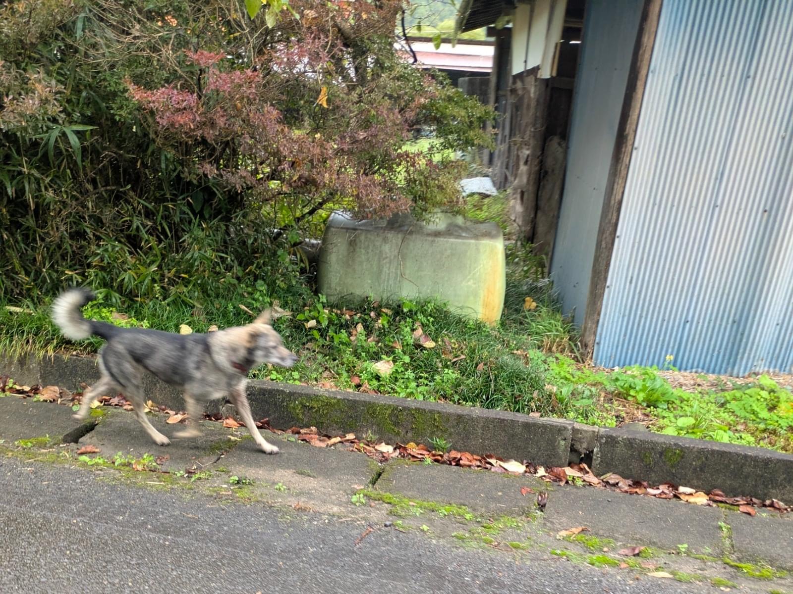 目撃された犬 目撃された犬