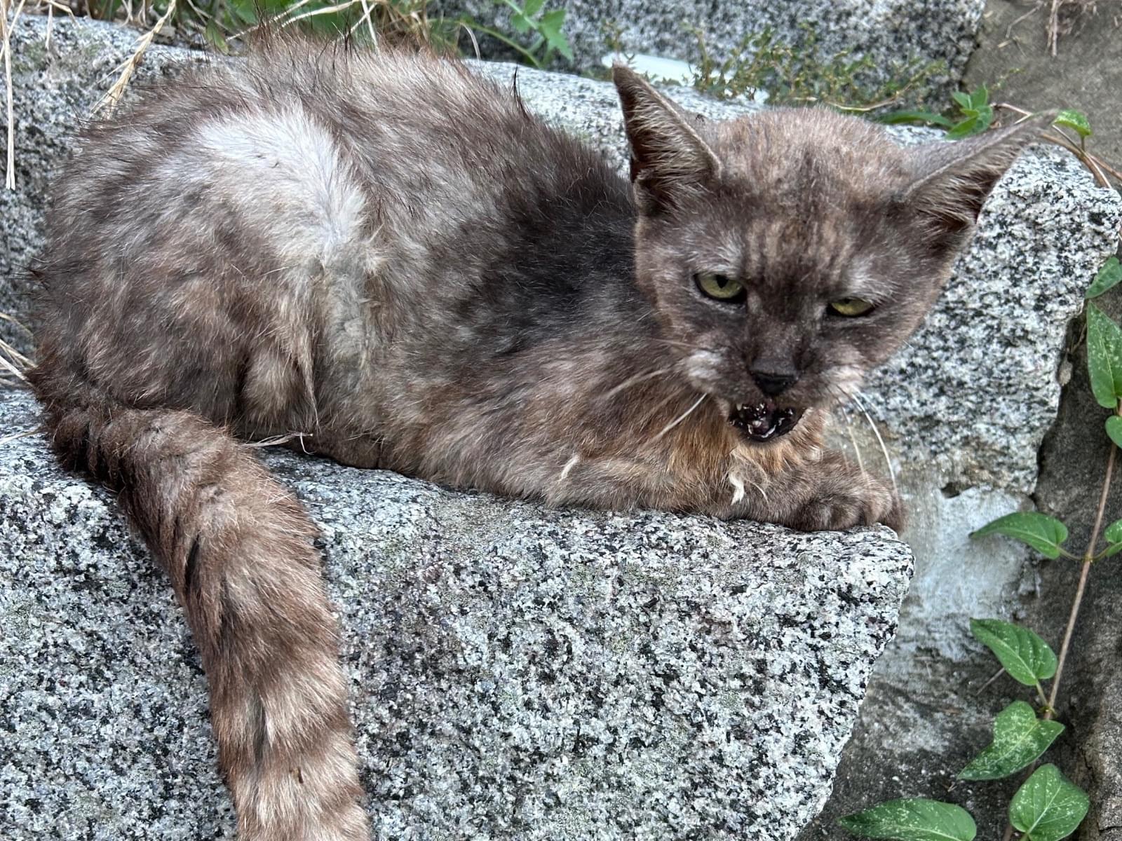 目撃された猫 目撃された猫