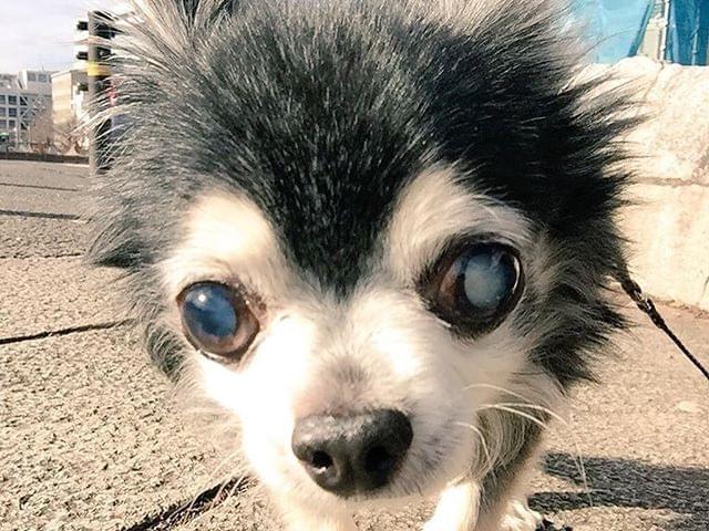 だいきちちゃん だいきちちゃん