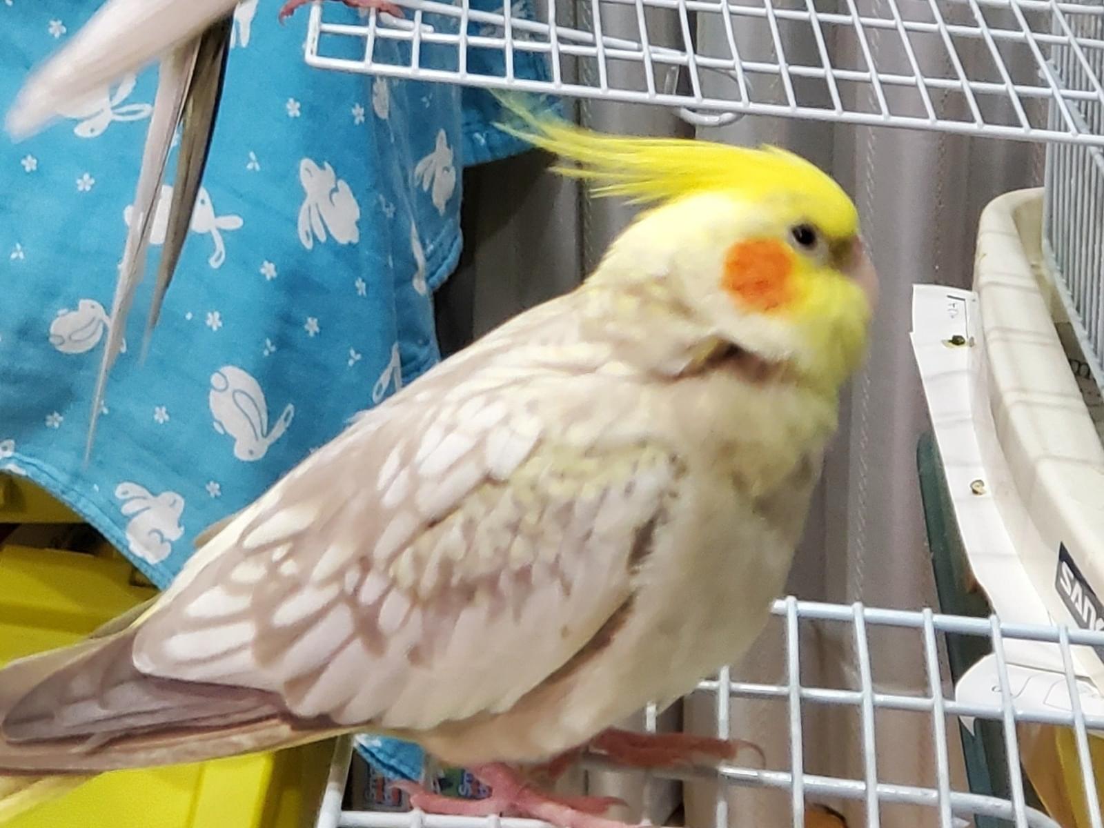 クッキーちゃん クッキーちゃん