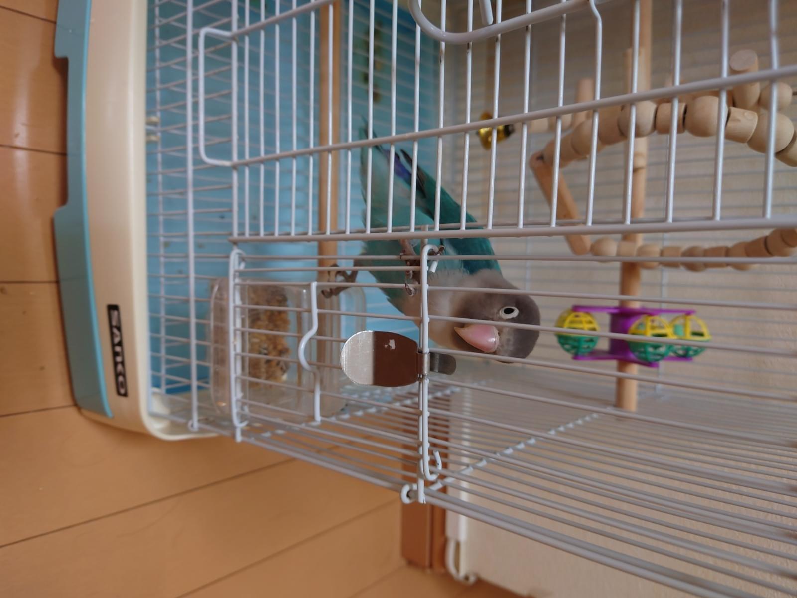 保護された鳥 保護された鳥