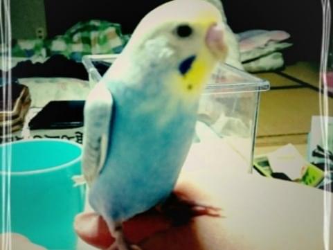 ピー助ちゃん ピー助ちゃん