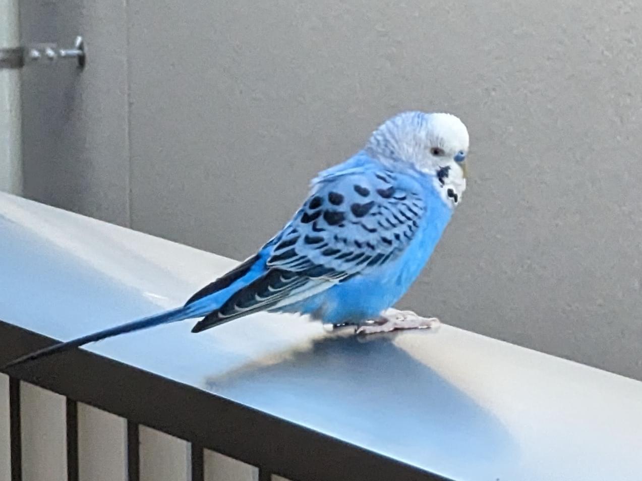 目撃された鳥 目撃された鳥