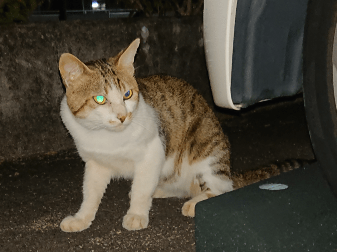 目撃された猫 目撃された猫