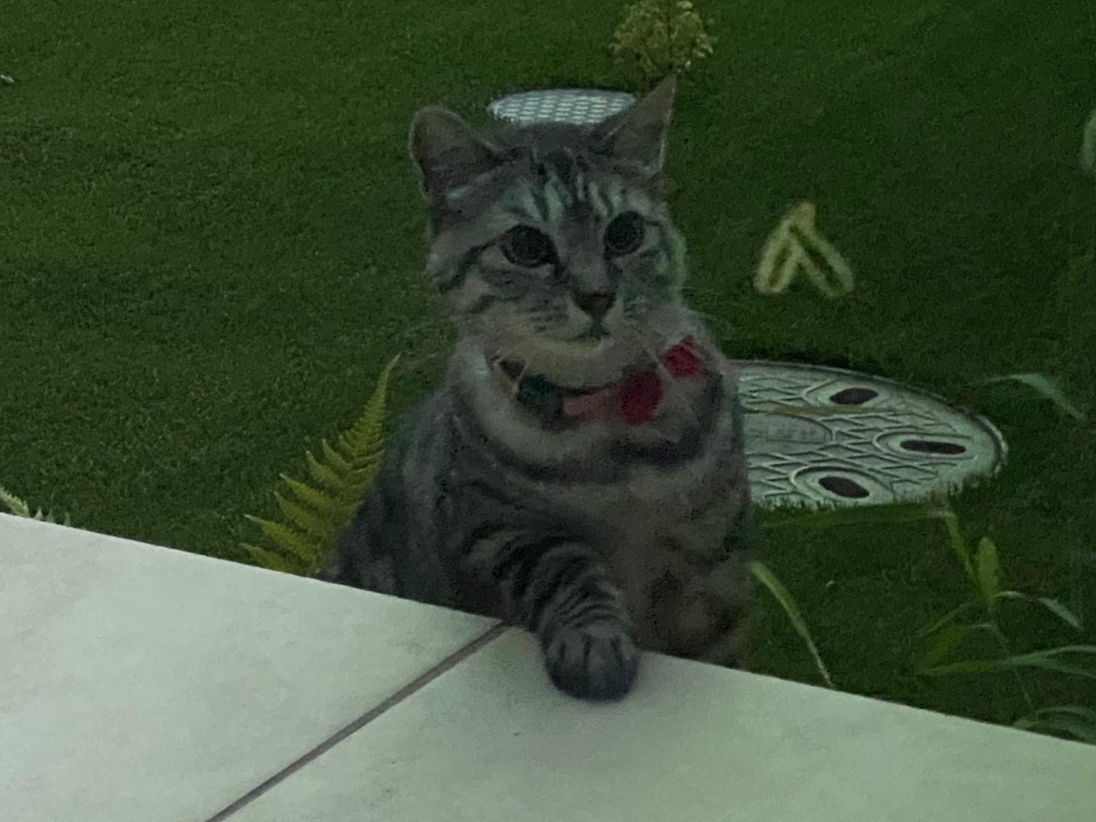 目撃された猫 目撃された猫
