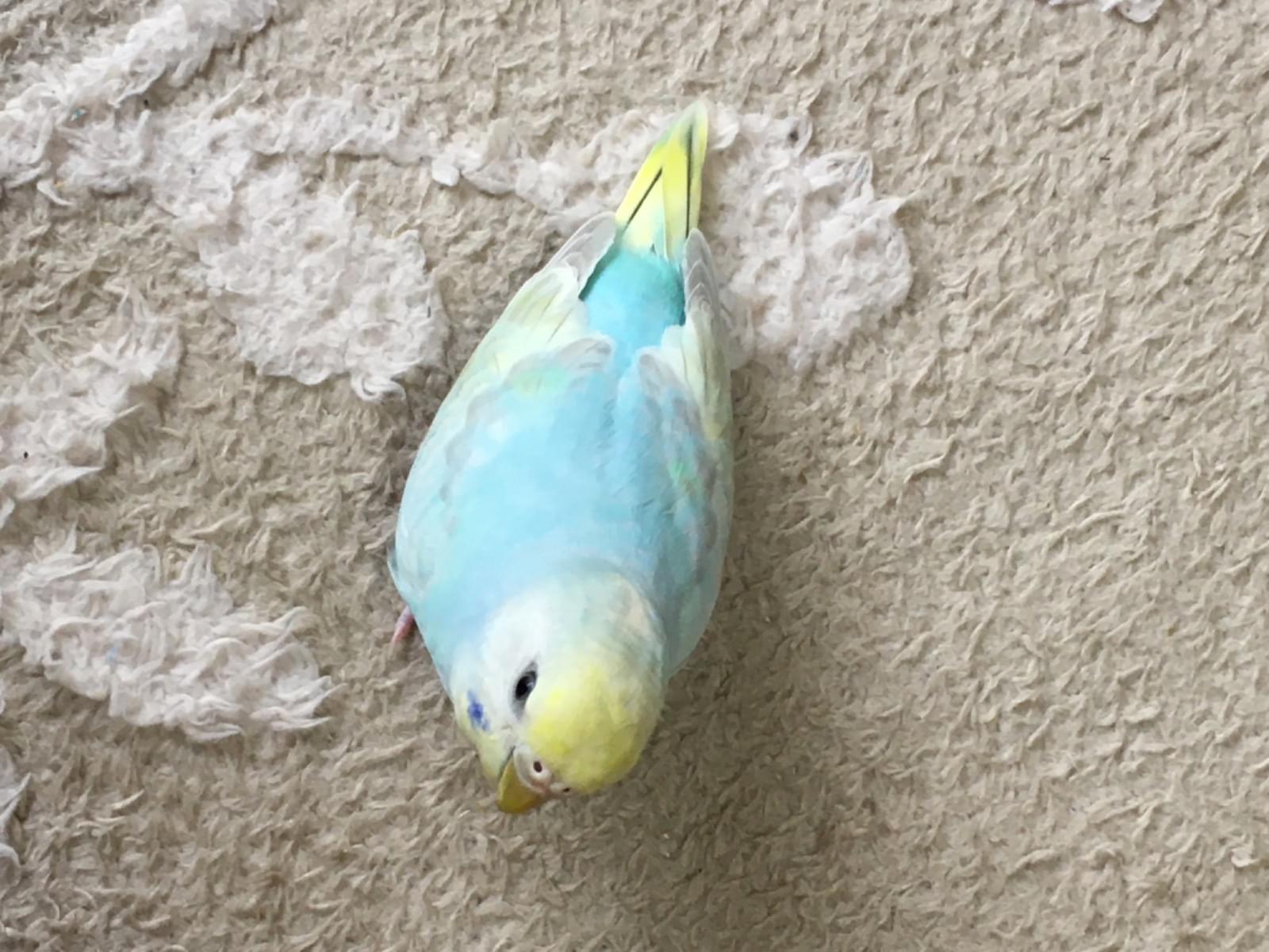 ピピちゃん ピピちゃん