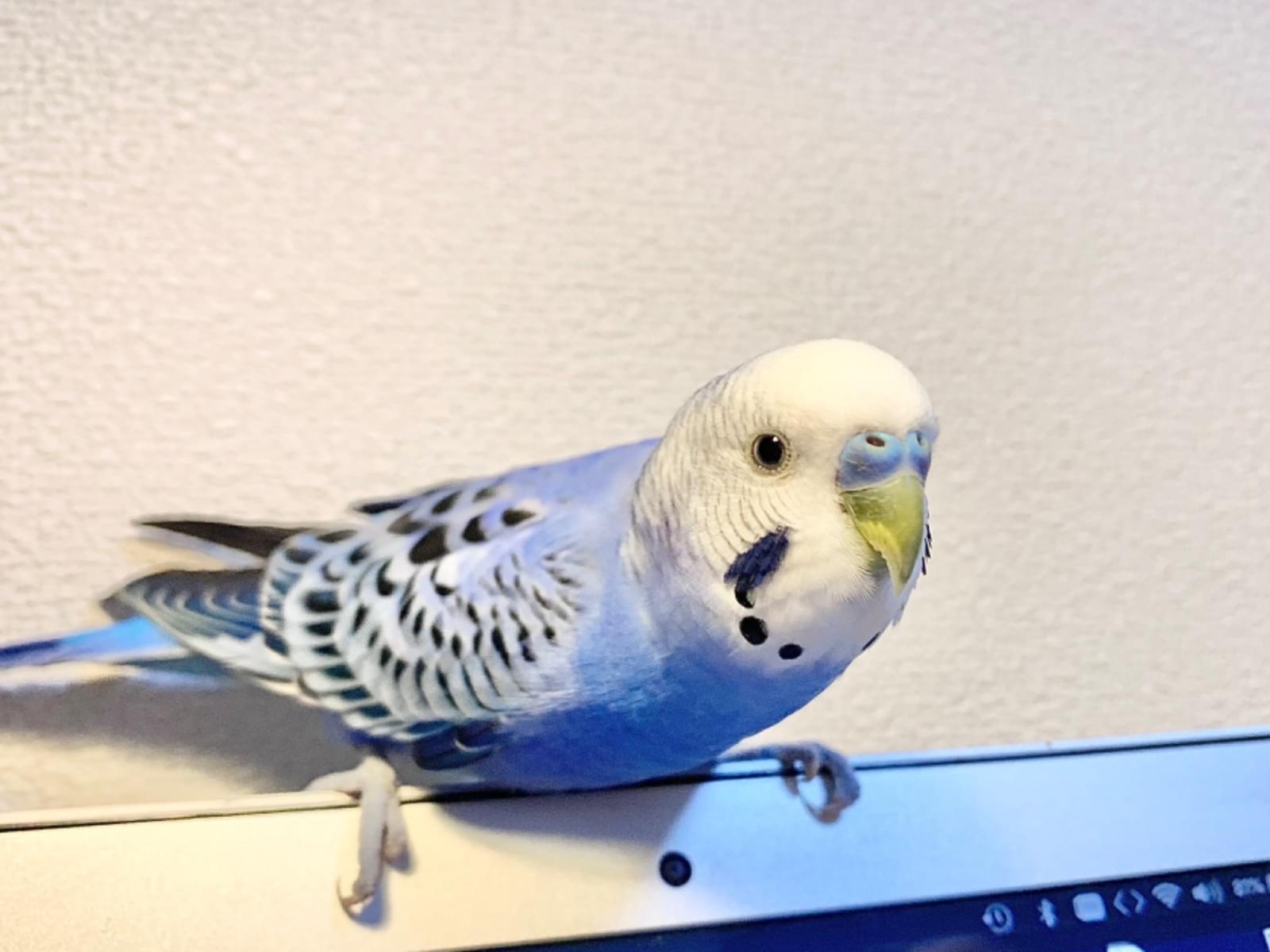 ビビちゃん ビビちゃん