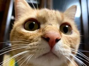 鼻に黒いシミがある茶トラの猫を探しています