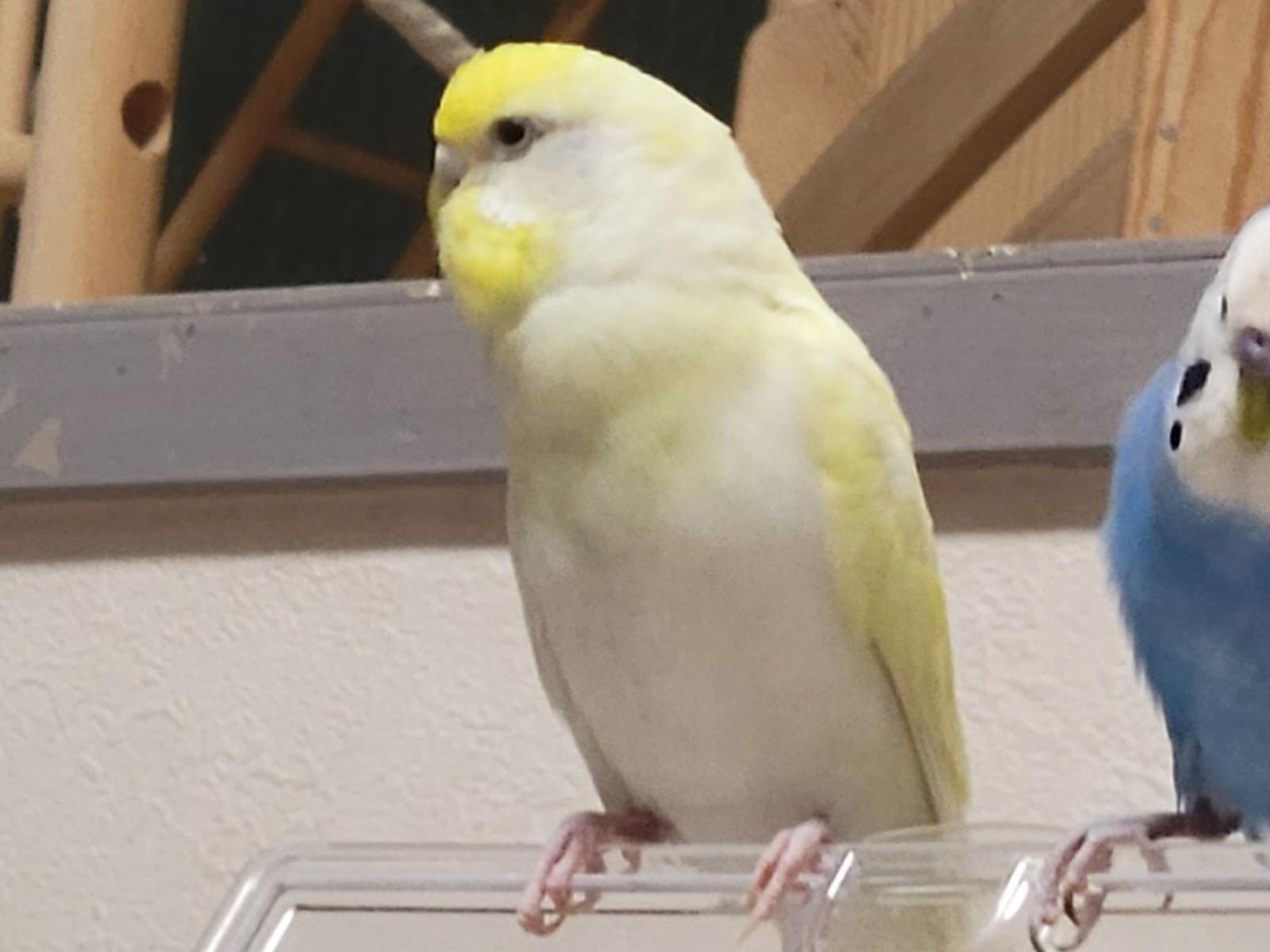 ララちゃん ララちゃん