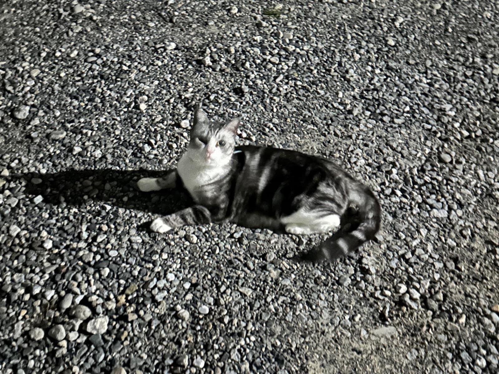 目撃された猫 目撃された猫