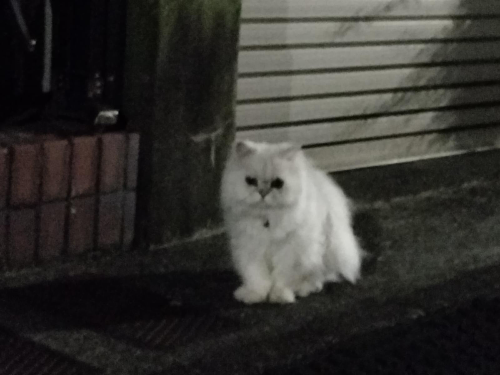 目撃された猫 目撃された猫