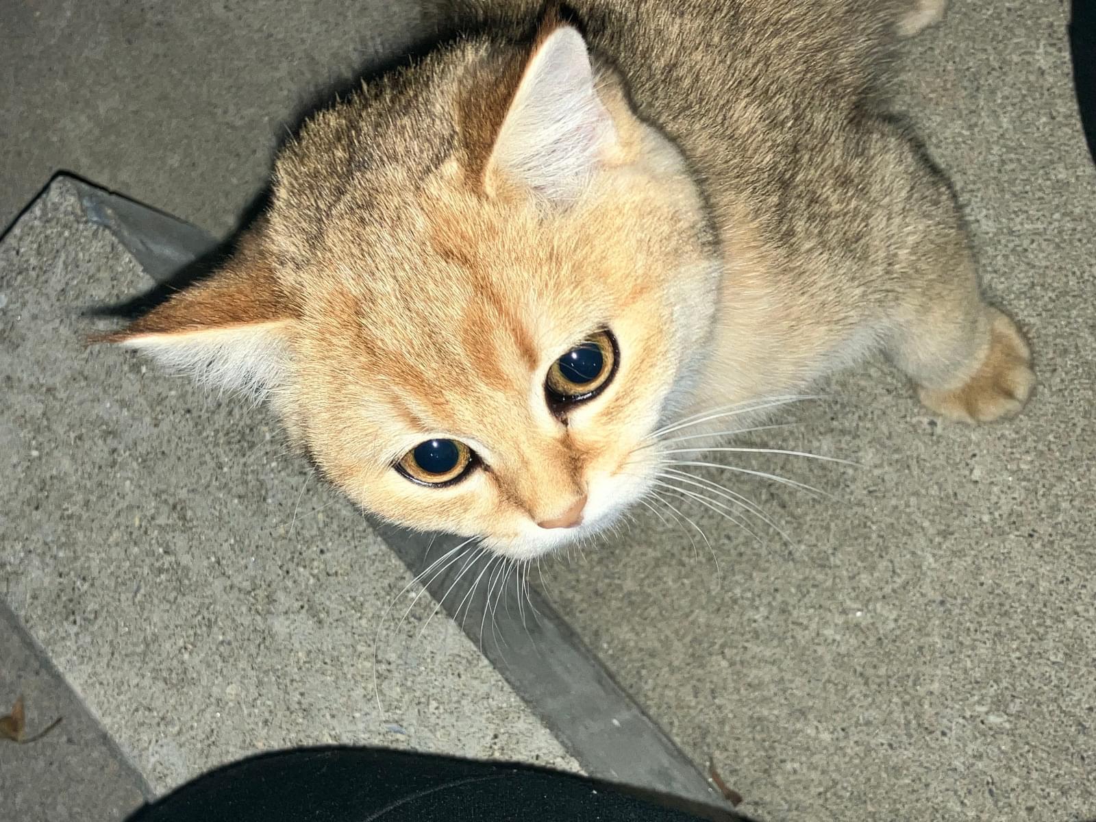 目撃された猫 目撃された猫