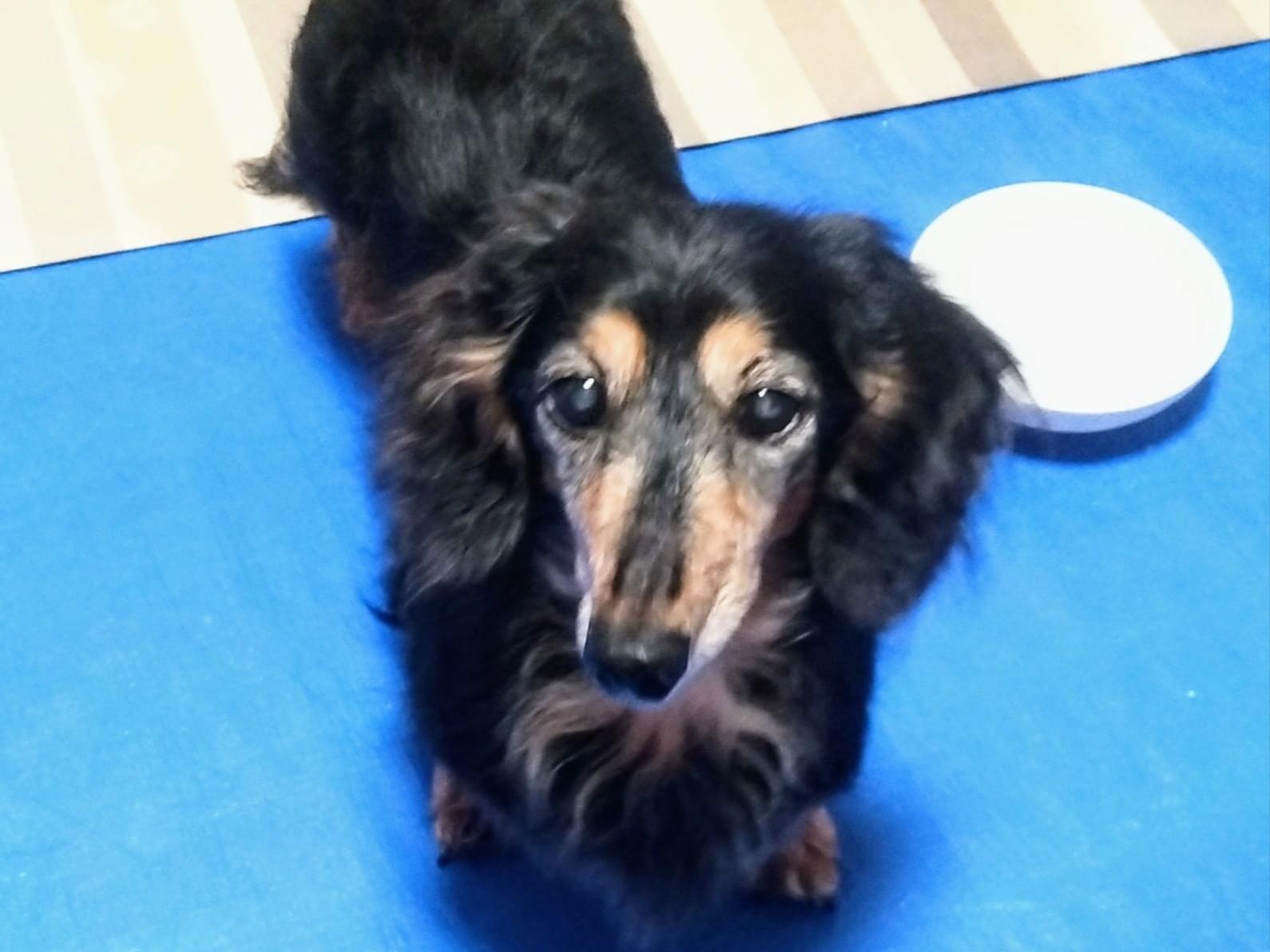 保護された犬 保護された犬