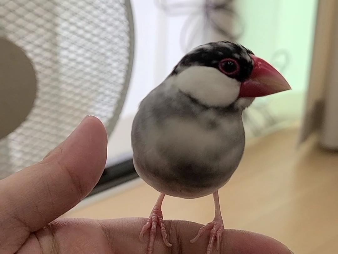 フクちゃん フクちゃん