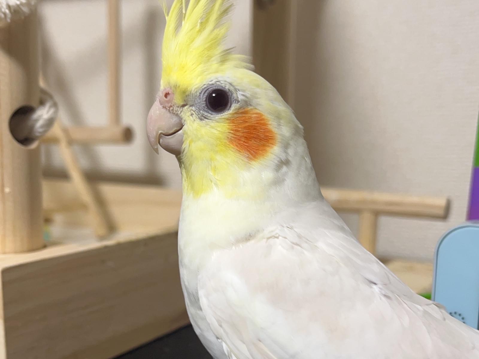 白丸ちゃん 白丸ちゃん