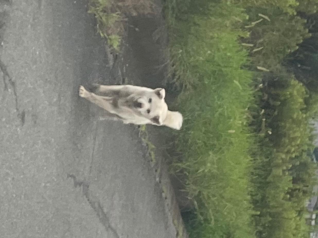 目撃された犬