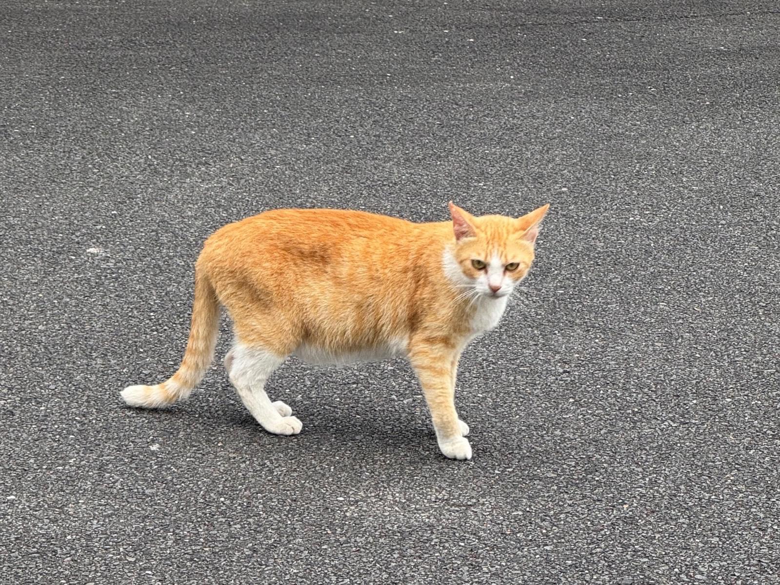 目撃された猫 目撃された猫