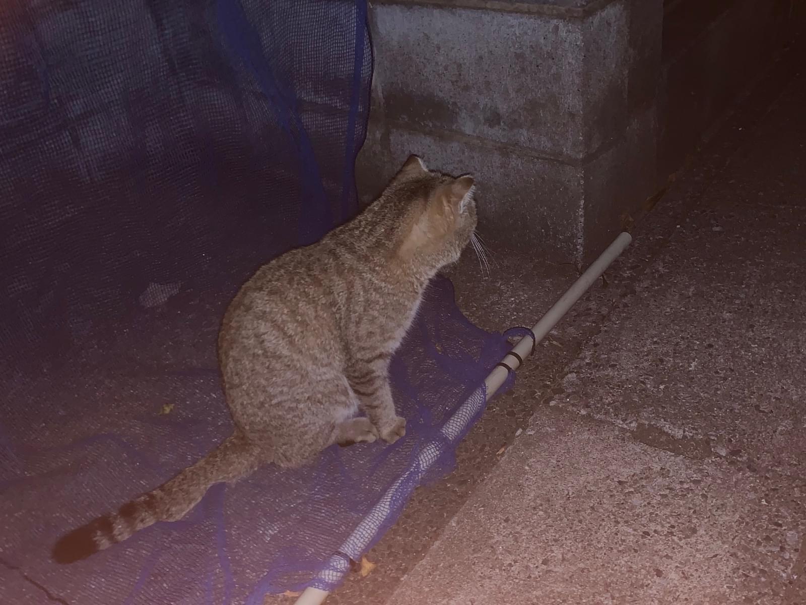 保護された猫 保護された猫