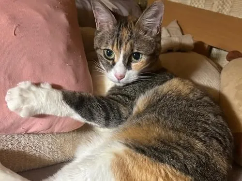 鼻がピンクな三毛猫