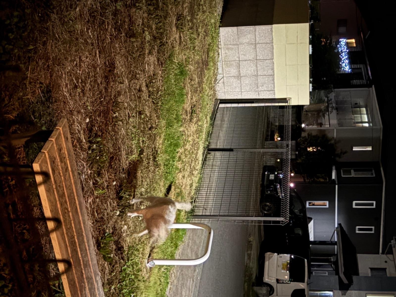 目撃された犬