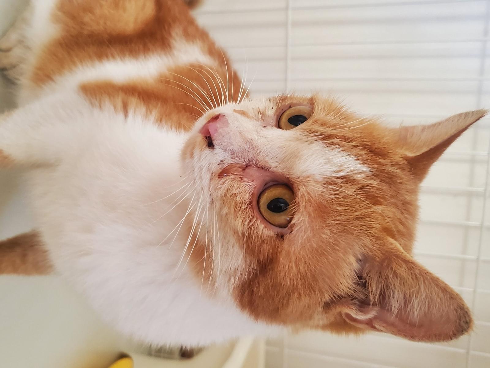 保護された猫 保護された猫
