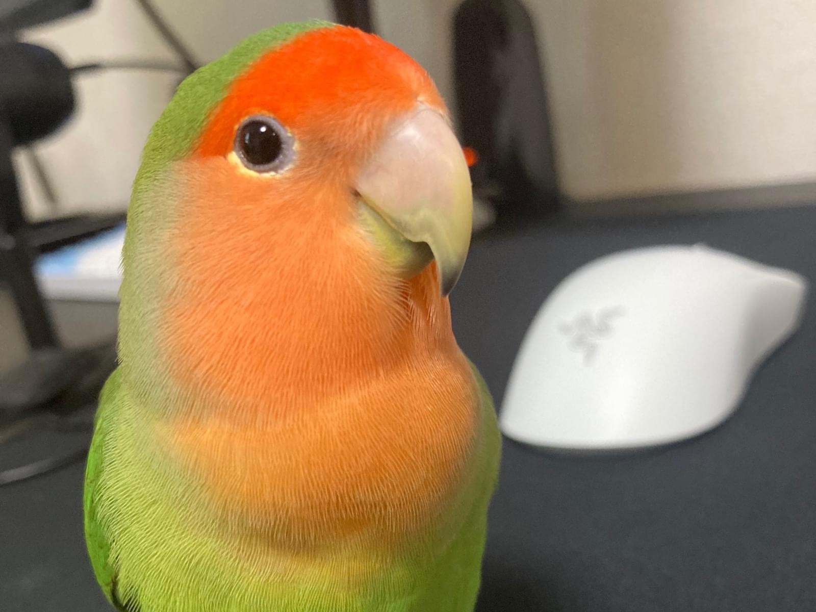 なっぴーちゃん なっぴーちゃん