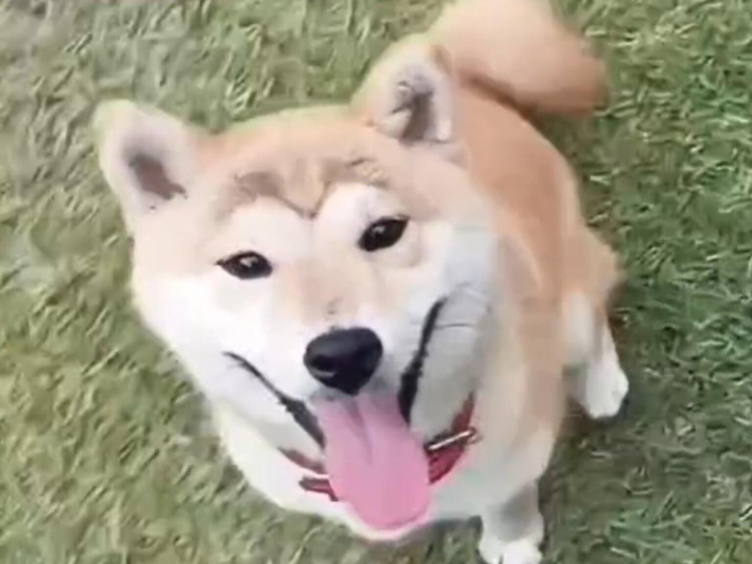 はなちゃん はなちゃん