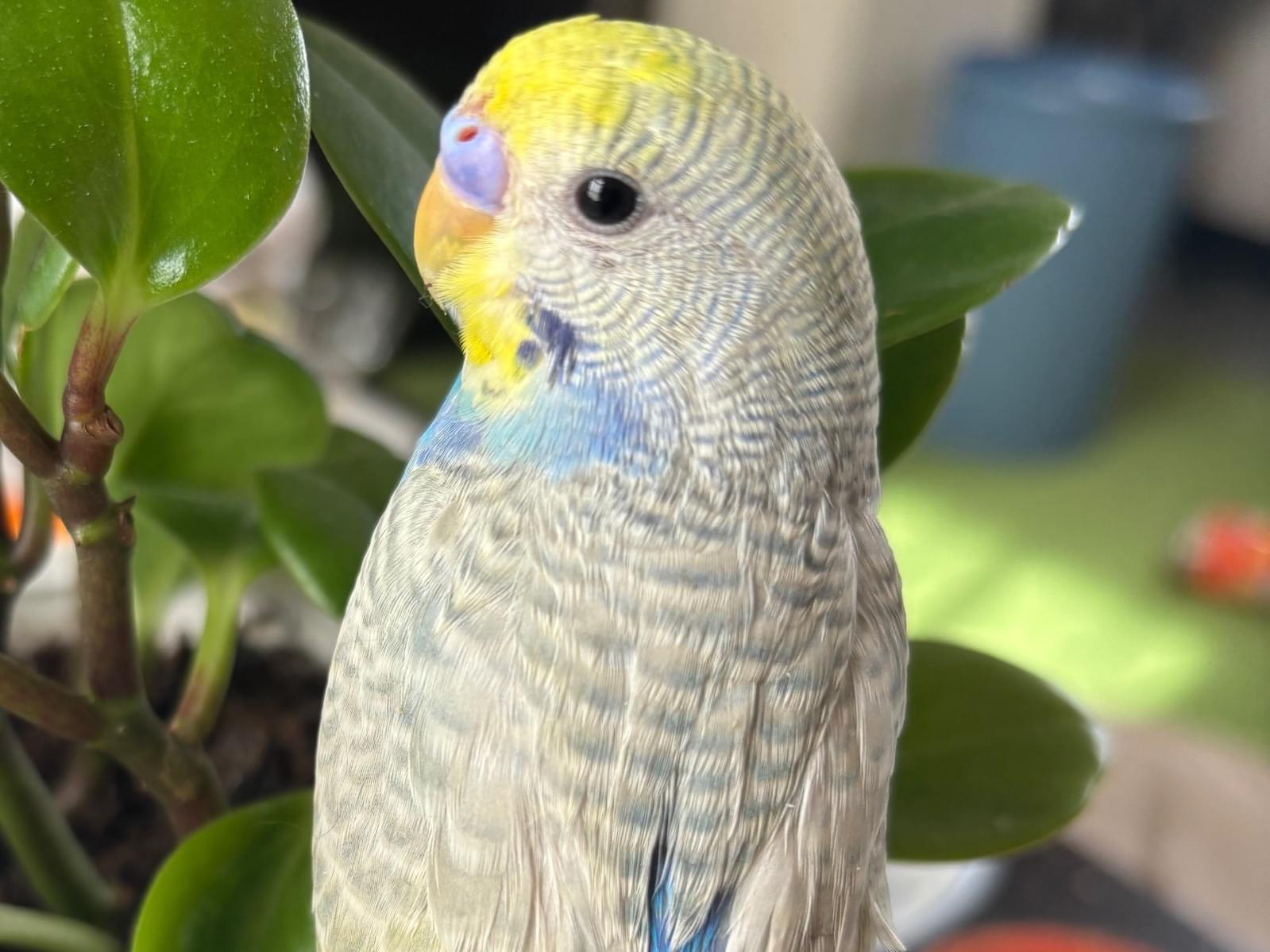 るるちゃん るるちゃん