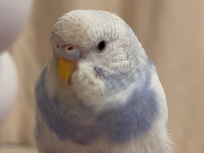 スカイのすーちゃん スカイのすーちゃん
