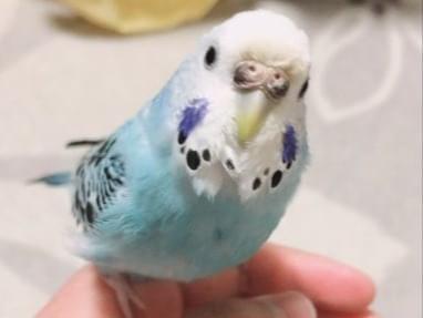そらちゃん そらちゃん