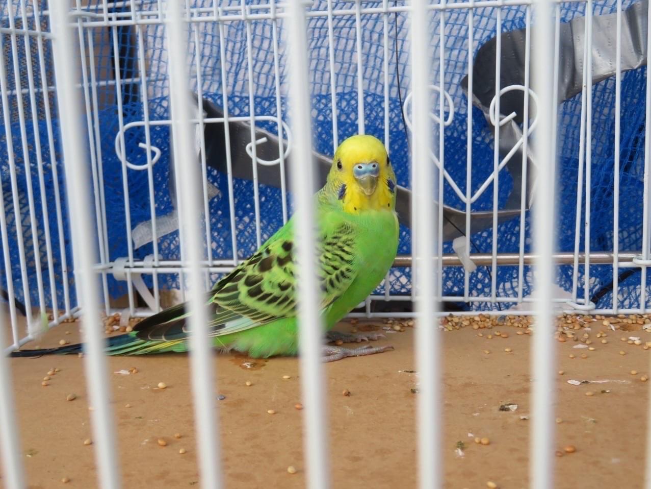 保護された鳥 保護された鳥