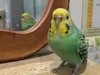 金運インコ 頭黄色、身体緑のセキセイインコの女の子