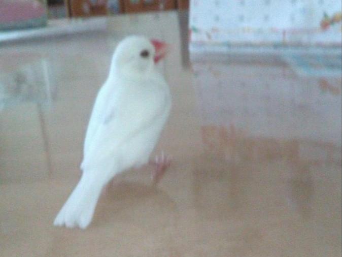 おもちちゃん おもちちゃん
