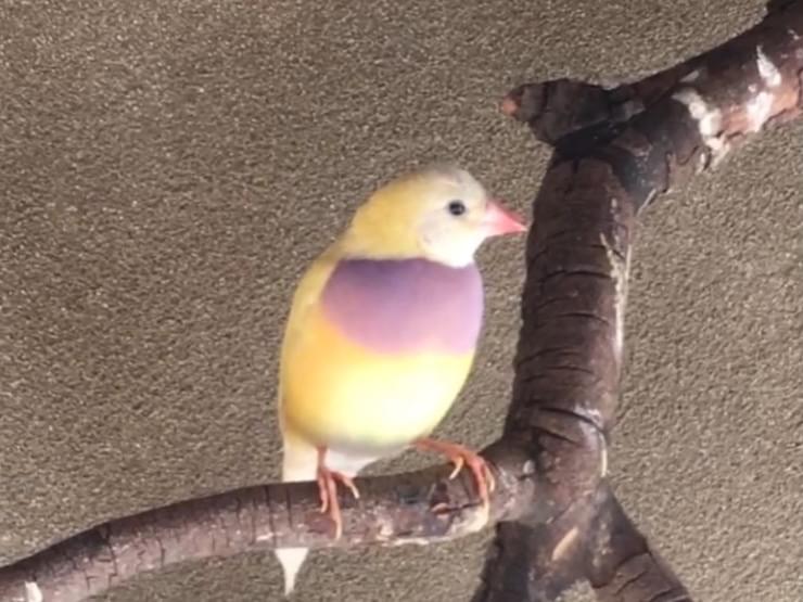 こきんちゃん こきんちゃん