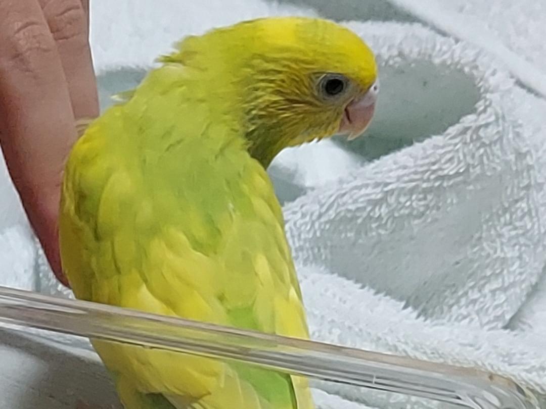 ピヨちゃん ピヨちゃん