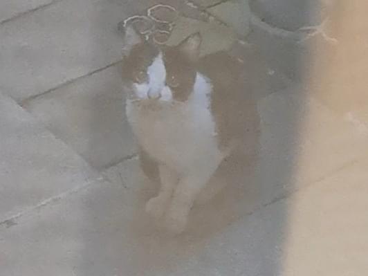 目撃された猫 目撃された猫