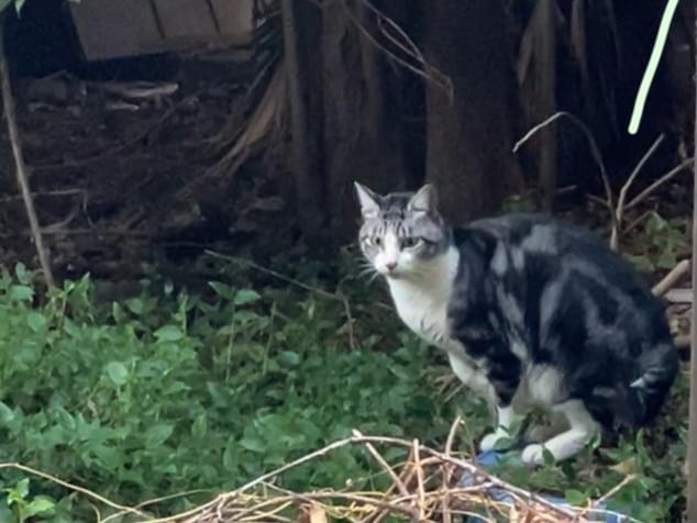 目撃された猫 目撃された猫
