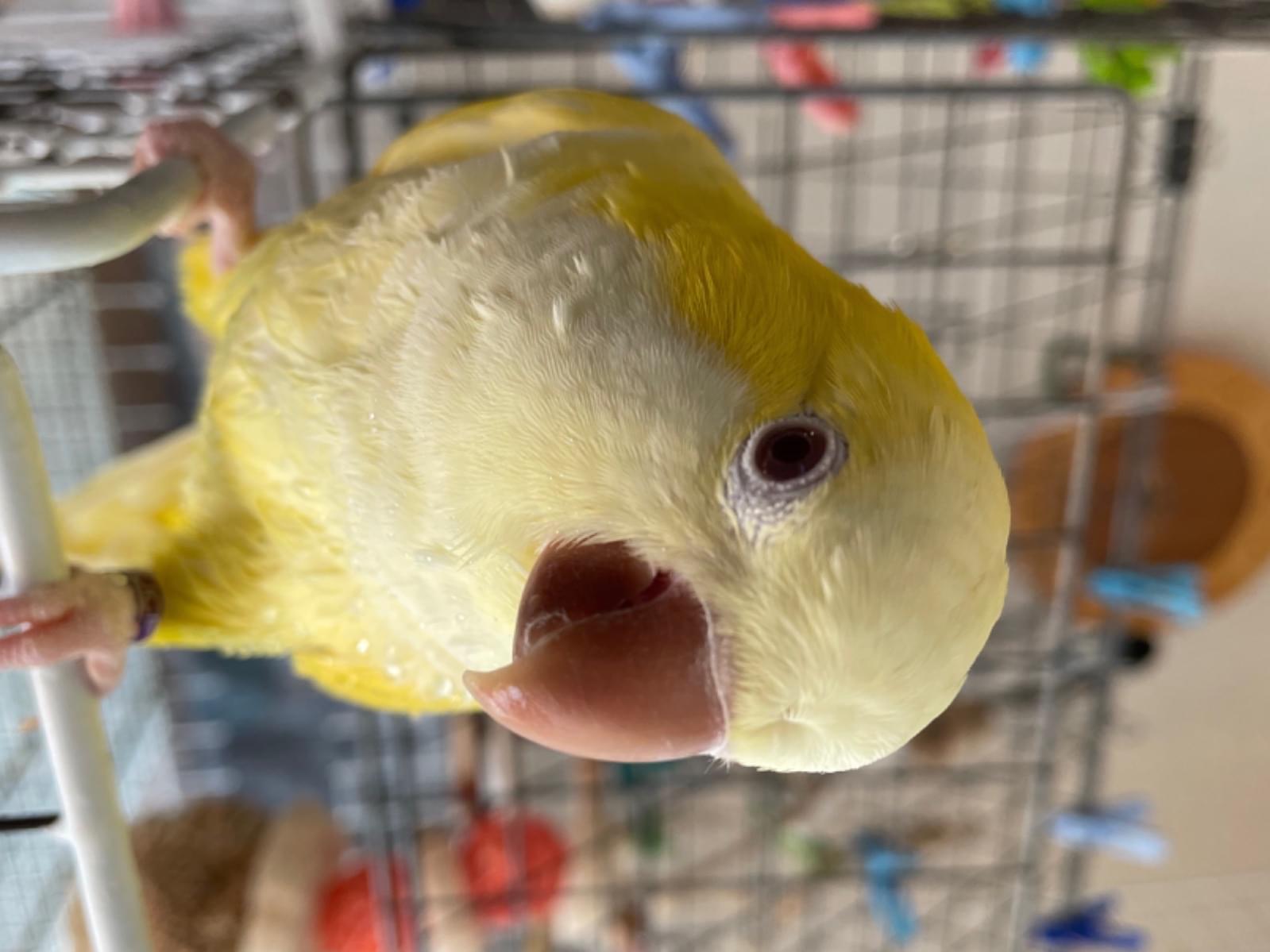 おきちゃん おきちゃん