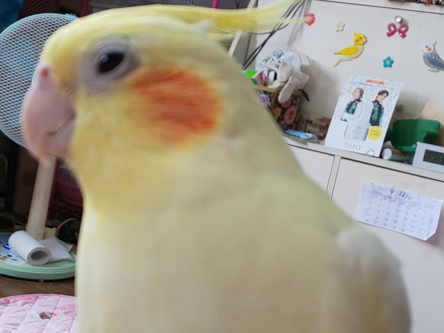 リロちゃん リロちゃん