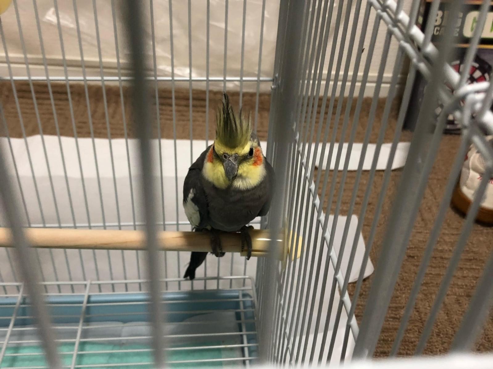 保護された鳥 保護された鳥