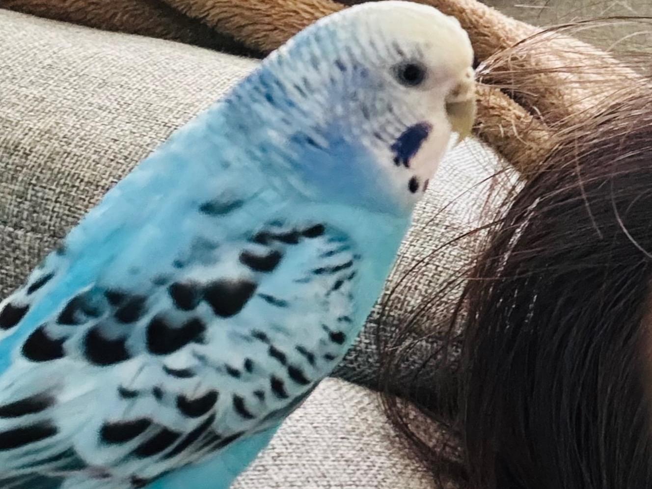 ラピちゃん ラピちゃん
