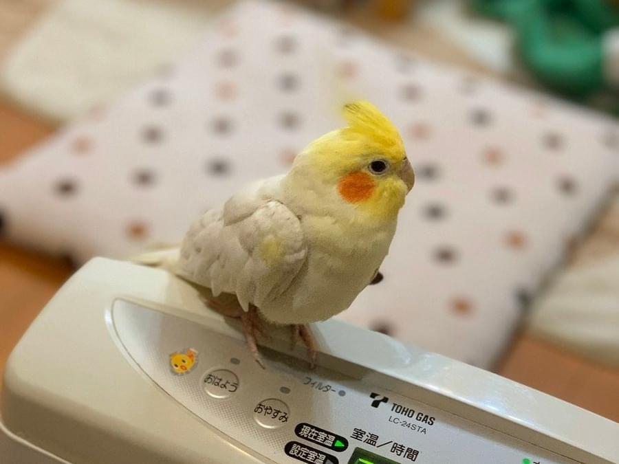 ハルちゃん ハルちゃん