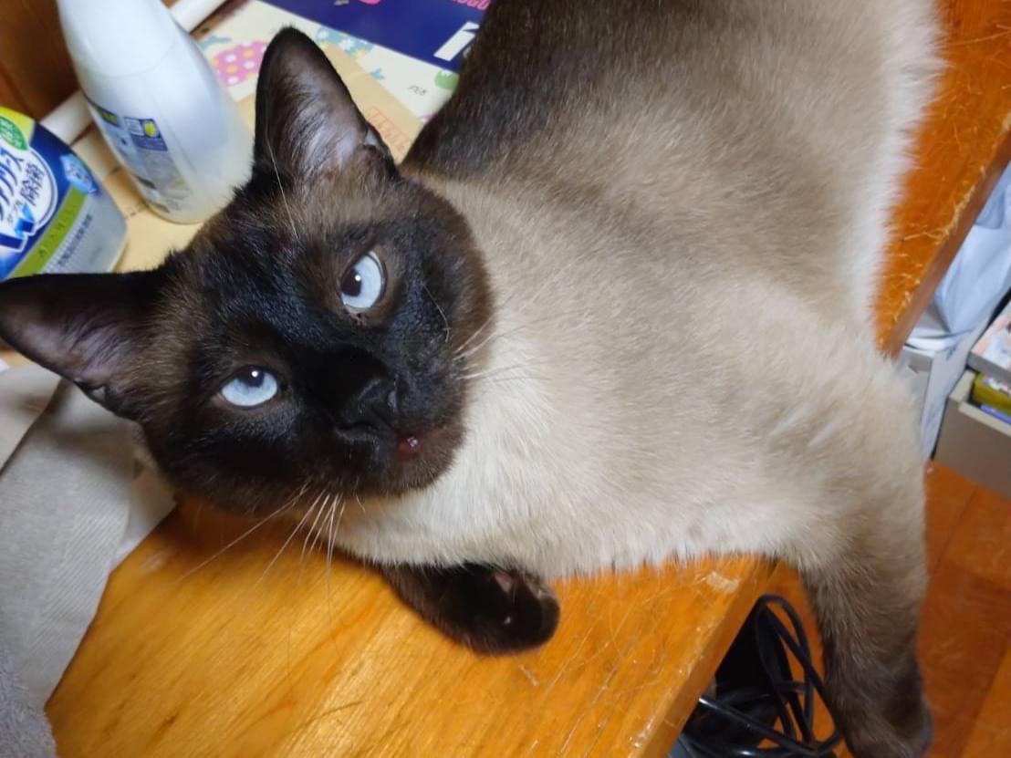 シャム吉ちゃん