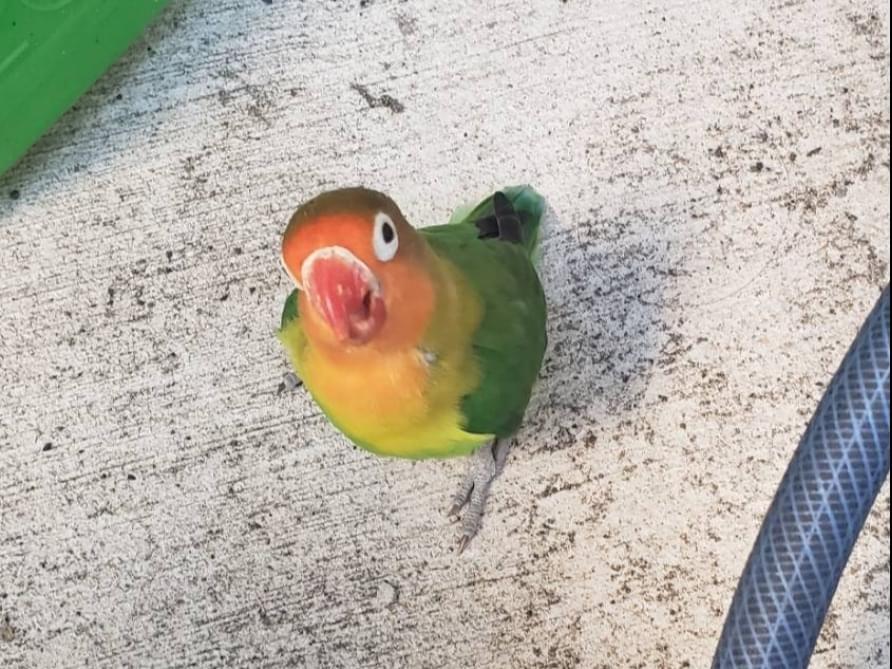 目撃された鳥 目撃された鳥