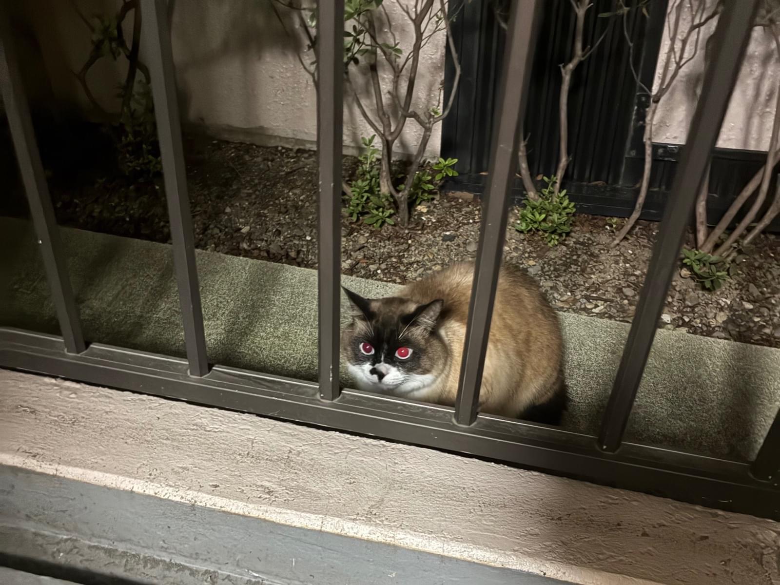 目撃された猫 目撃された猫