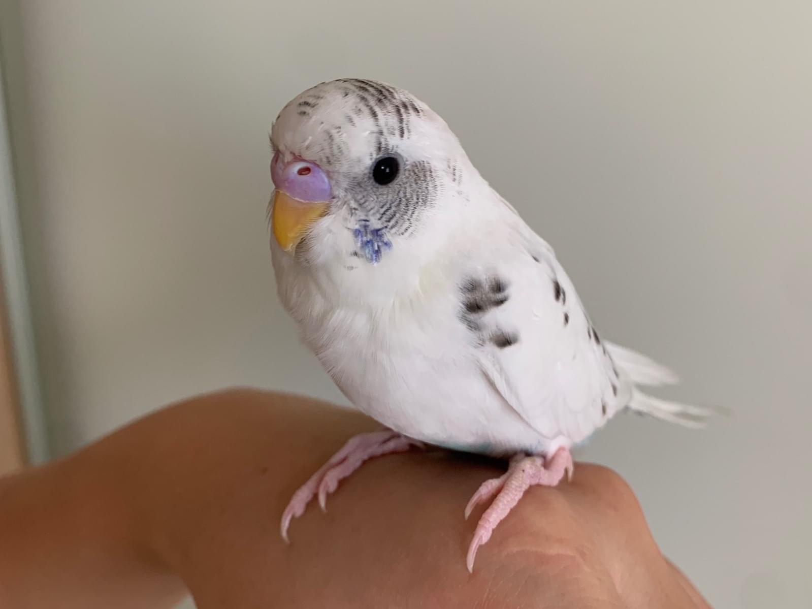 ハクちゃん ハクちゃん