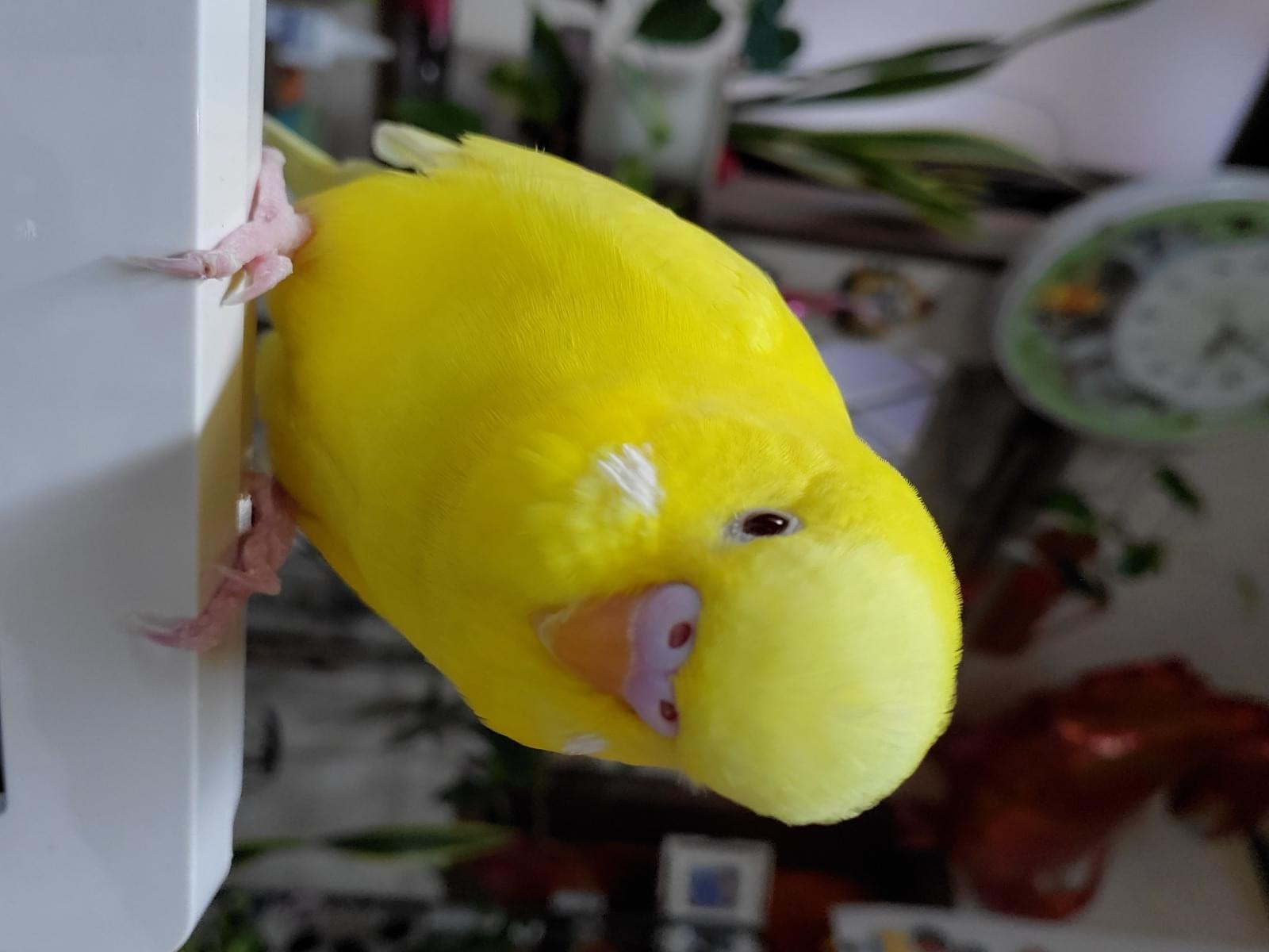 ぴよんちゃん ぴよんちゃん