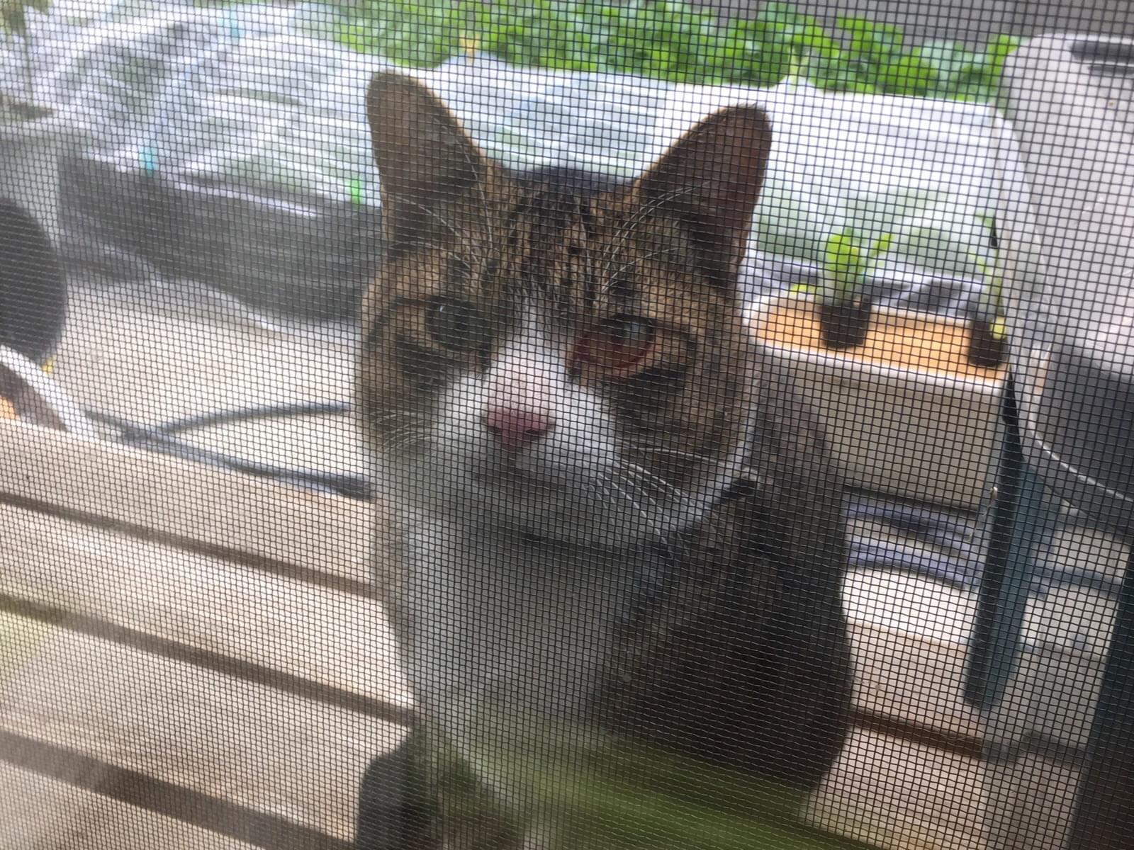 保護された猫 保護された猫