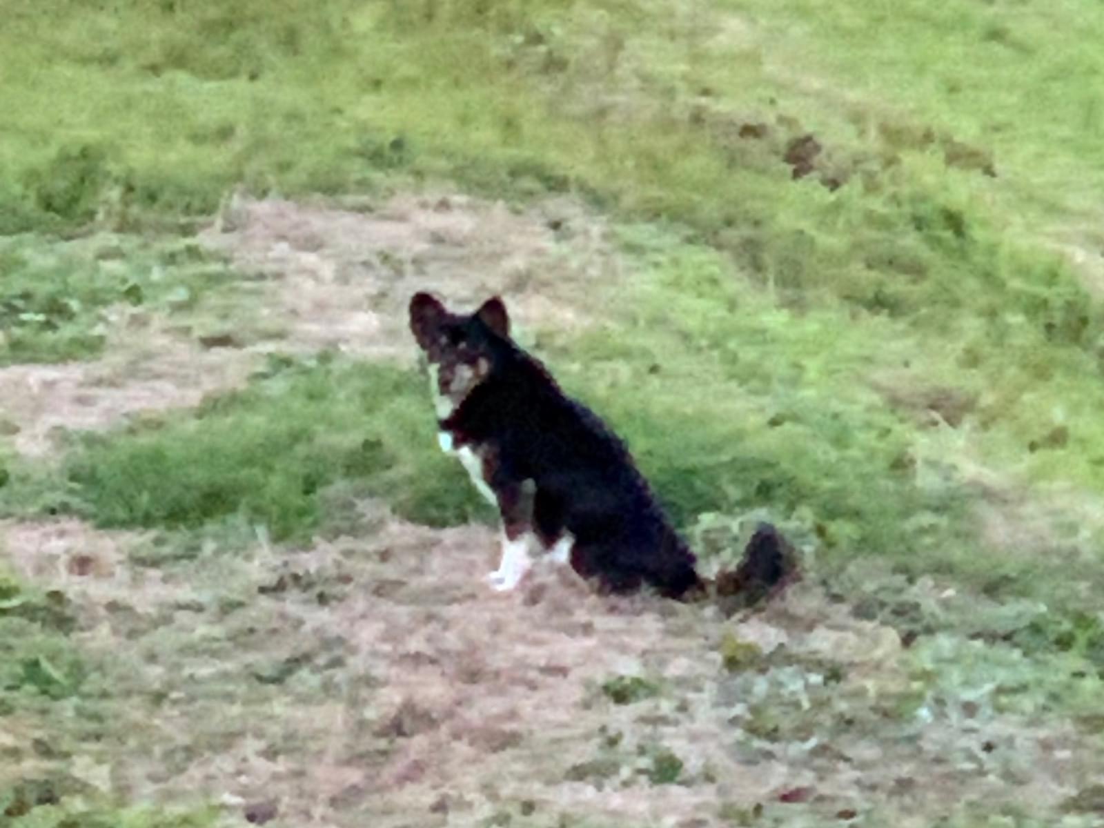 目撃された犬 目撃された犬